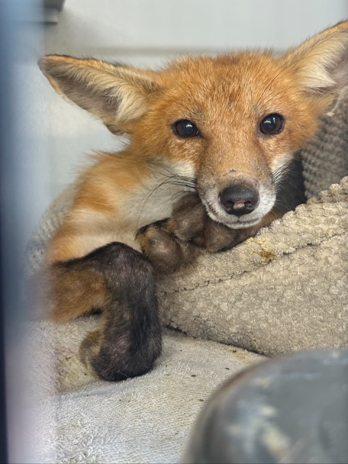 Young red fox resting safely on towels during wildlife care