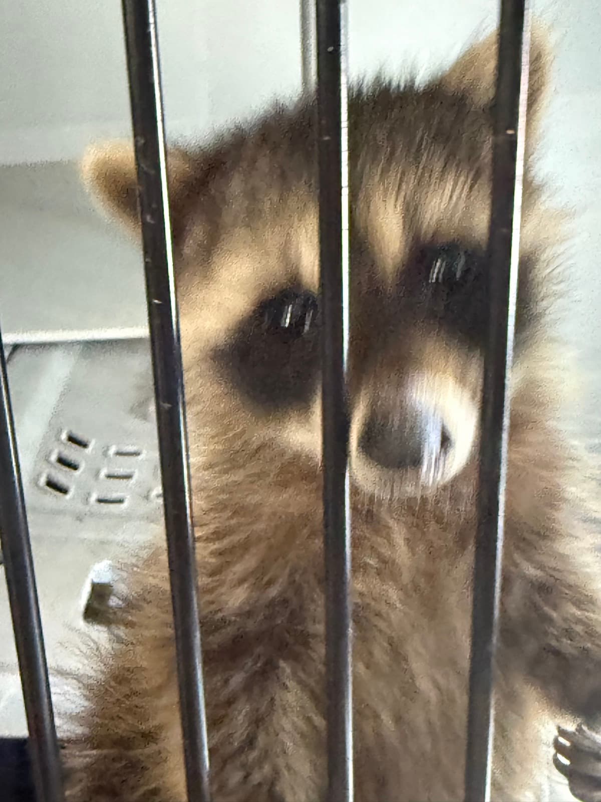 Young raccoon looking through a safe transport enclosure