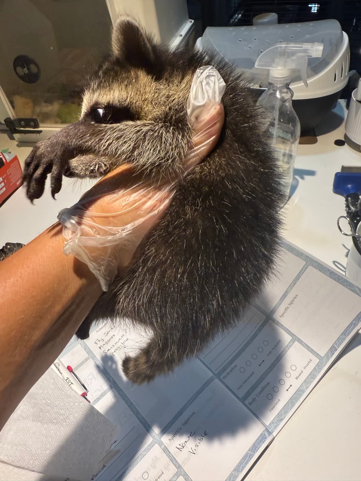 Young raccoon gently supported during an intake exam