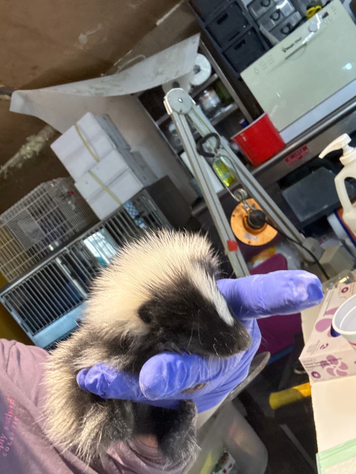 Baby skunk supported by a gloved caretaker during intake