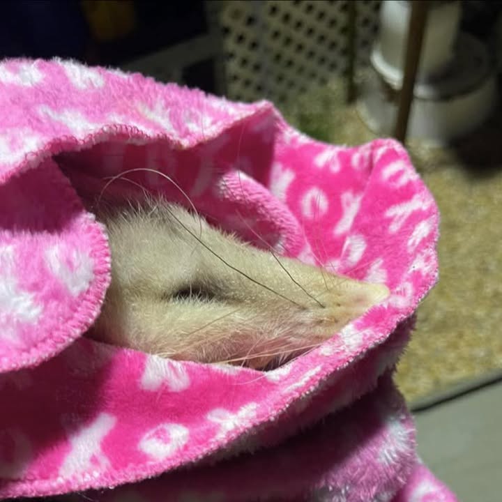 Baby wildlife wrapped in a soft blanket at Max's Shuga Shack Wildlife Rehabilitation